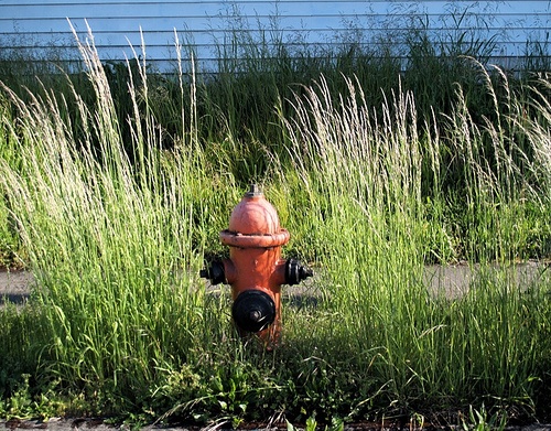 fire hydrant in weeds