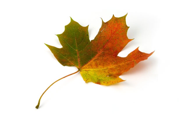 Leaf Image